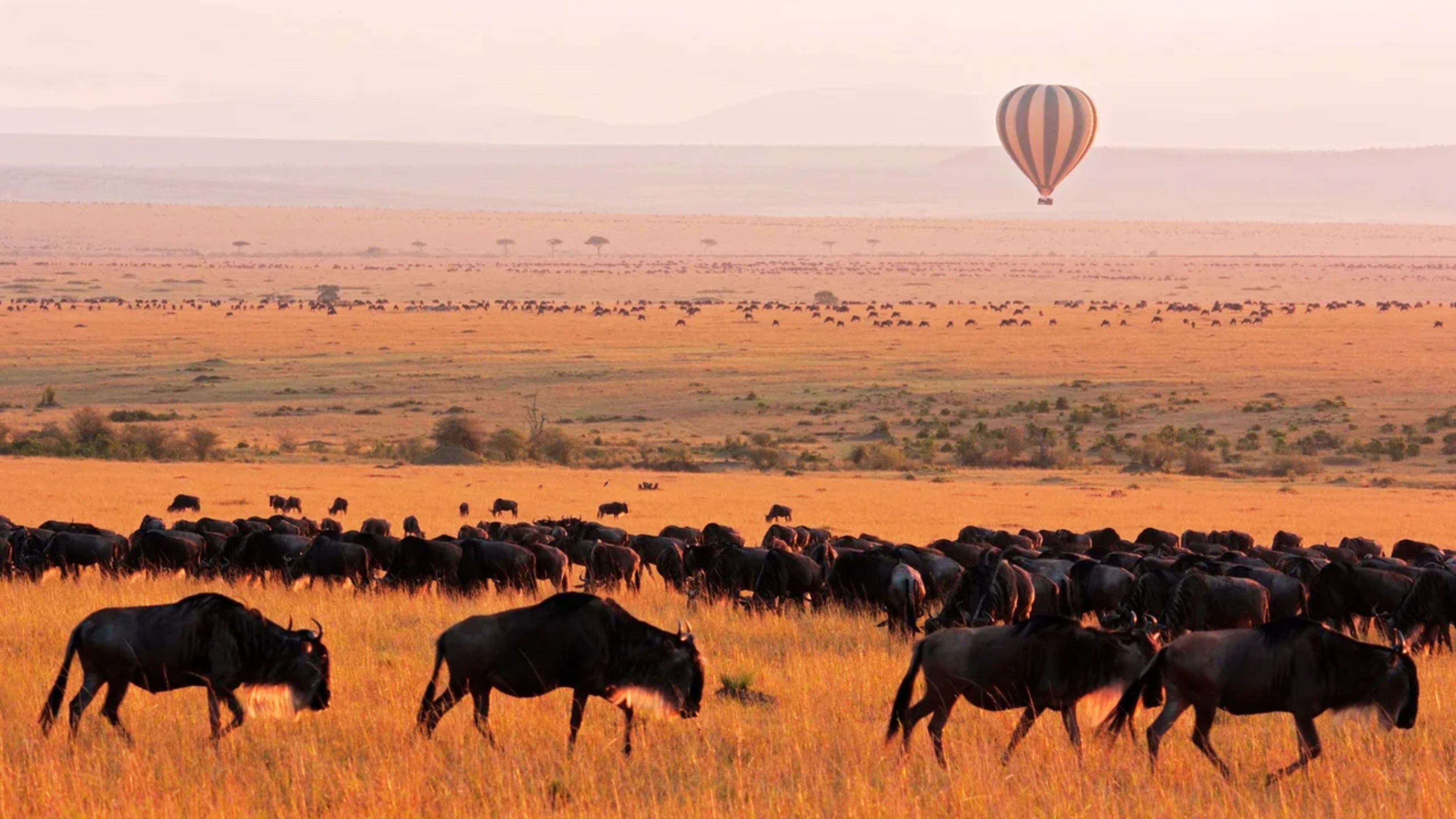 Aerial safari view from a hot air balloon over the Maasai Mara