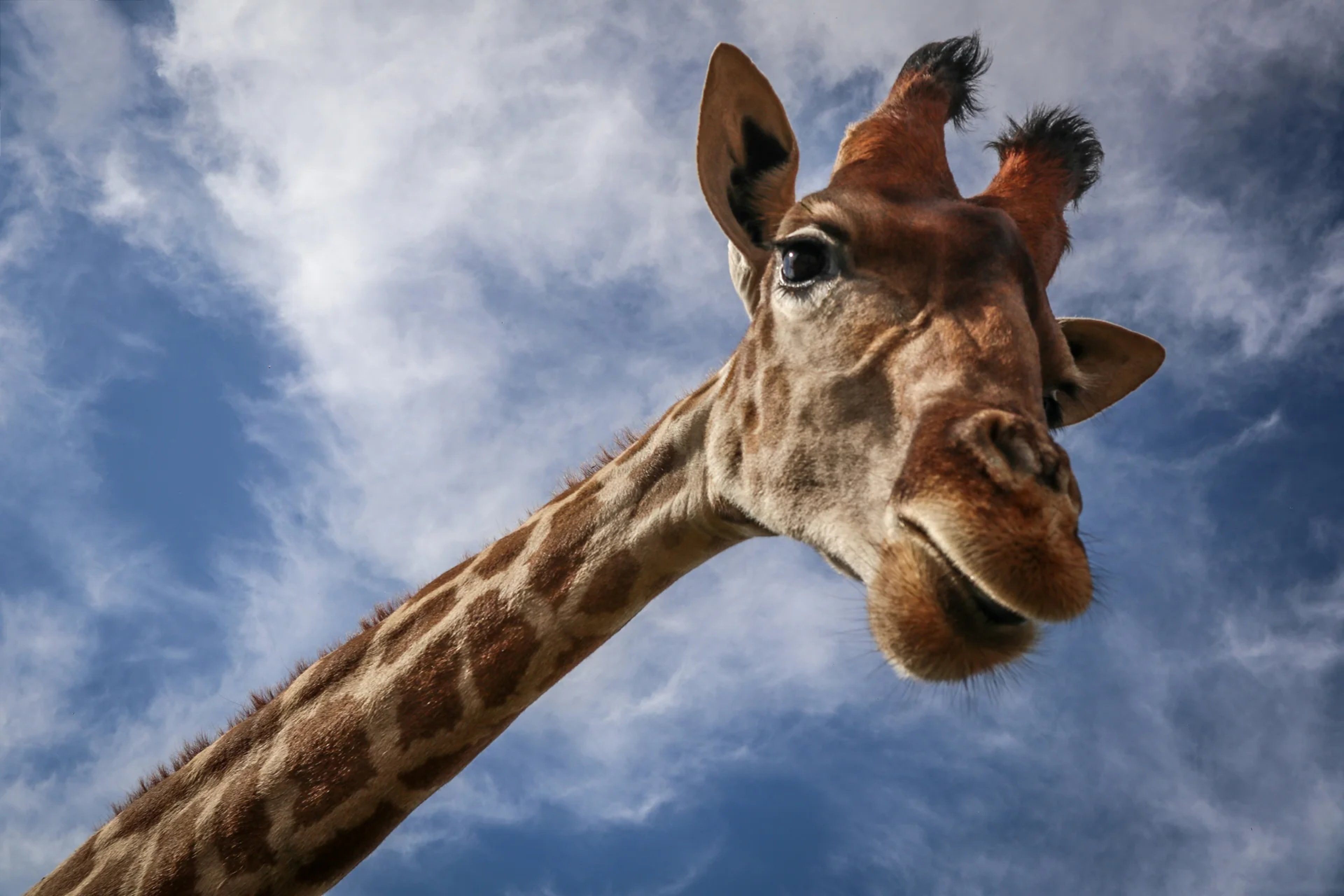Giraffes in Nashulai Conservancy