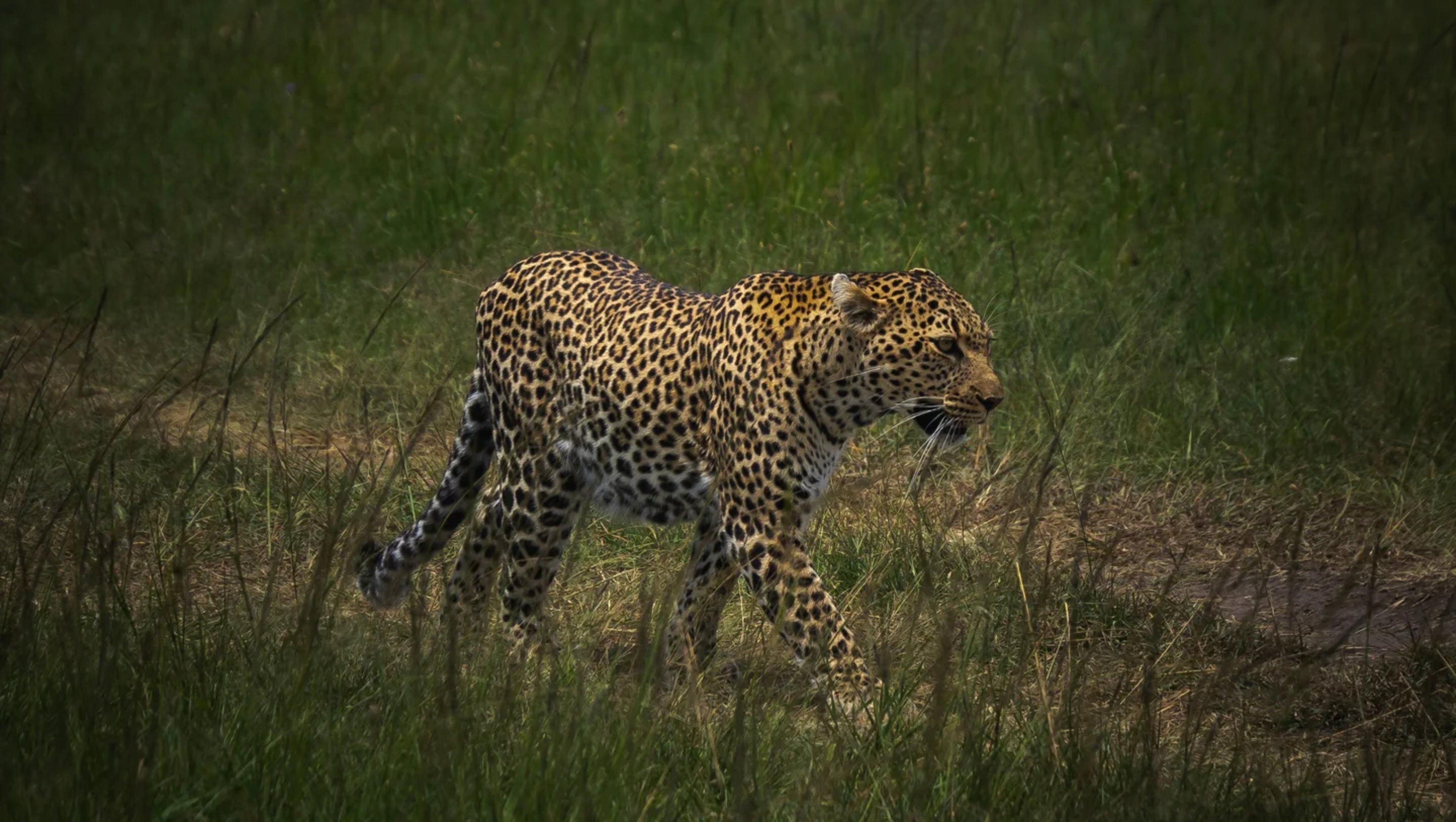 Leopard sighting during a Maasai Mara safari