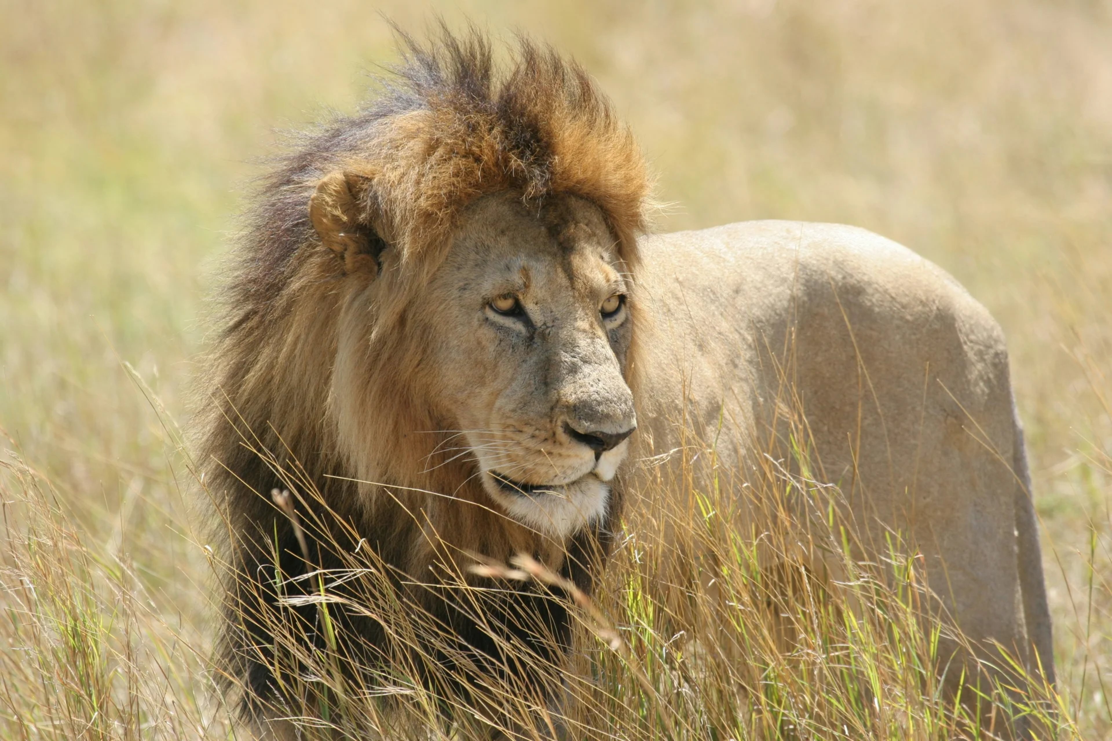 Lions in Maasaiai Mara