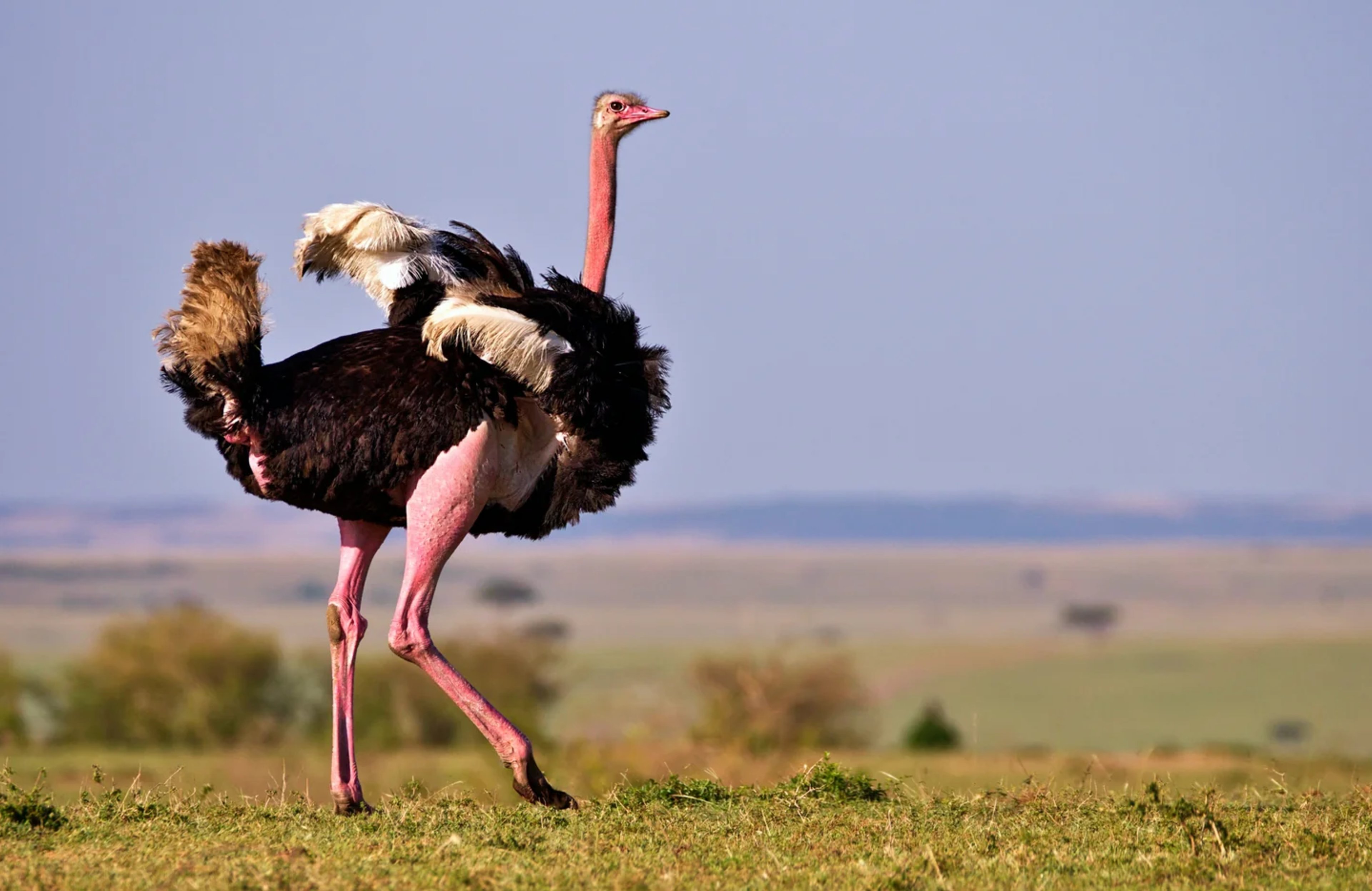 Ostrich sighting during a Maasai Mara safari