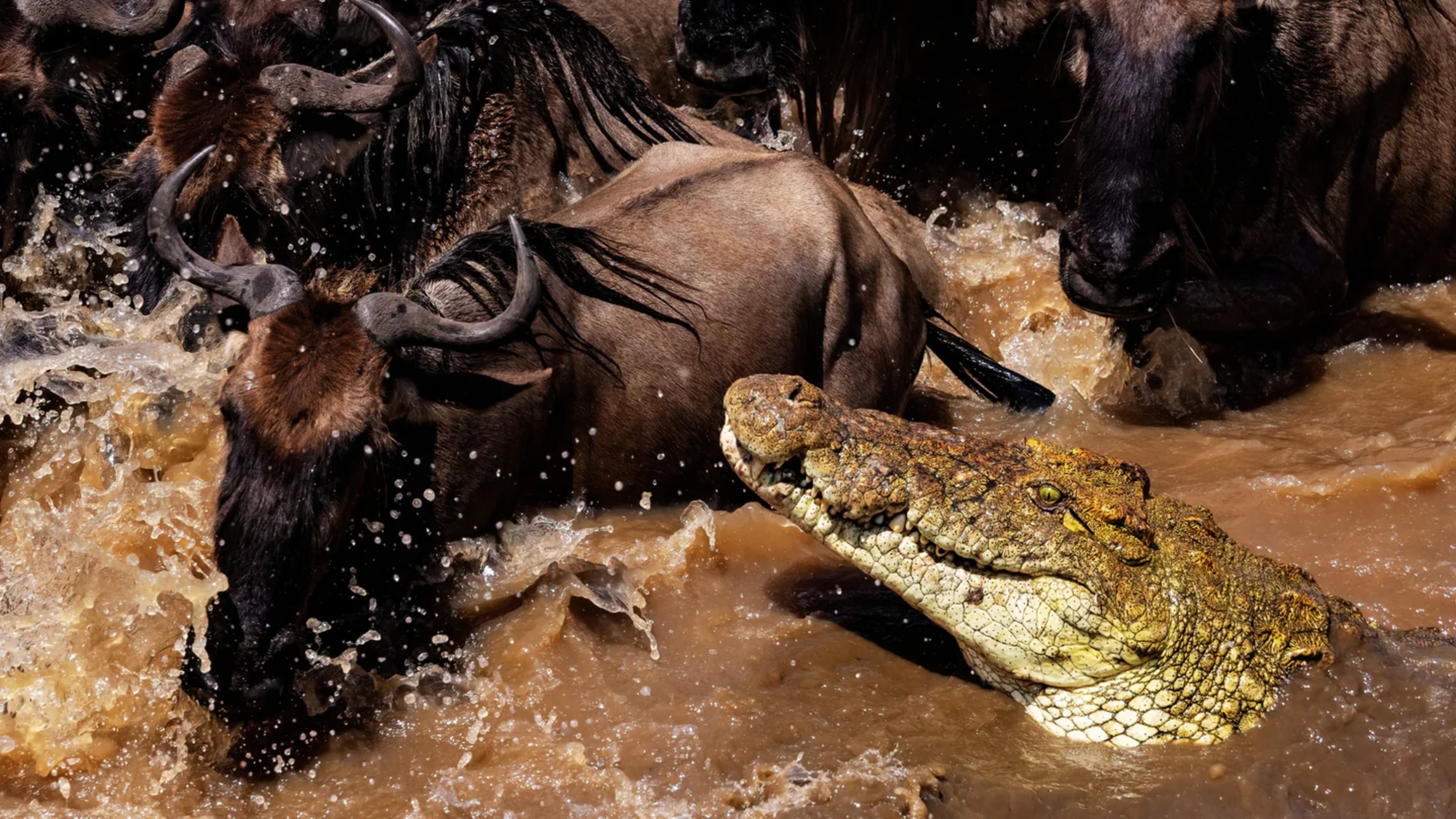 Safari vehicle during migration