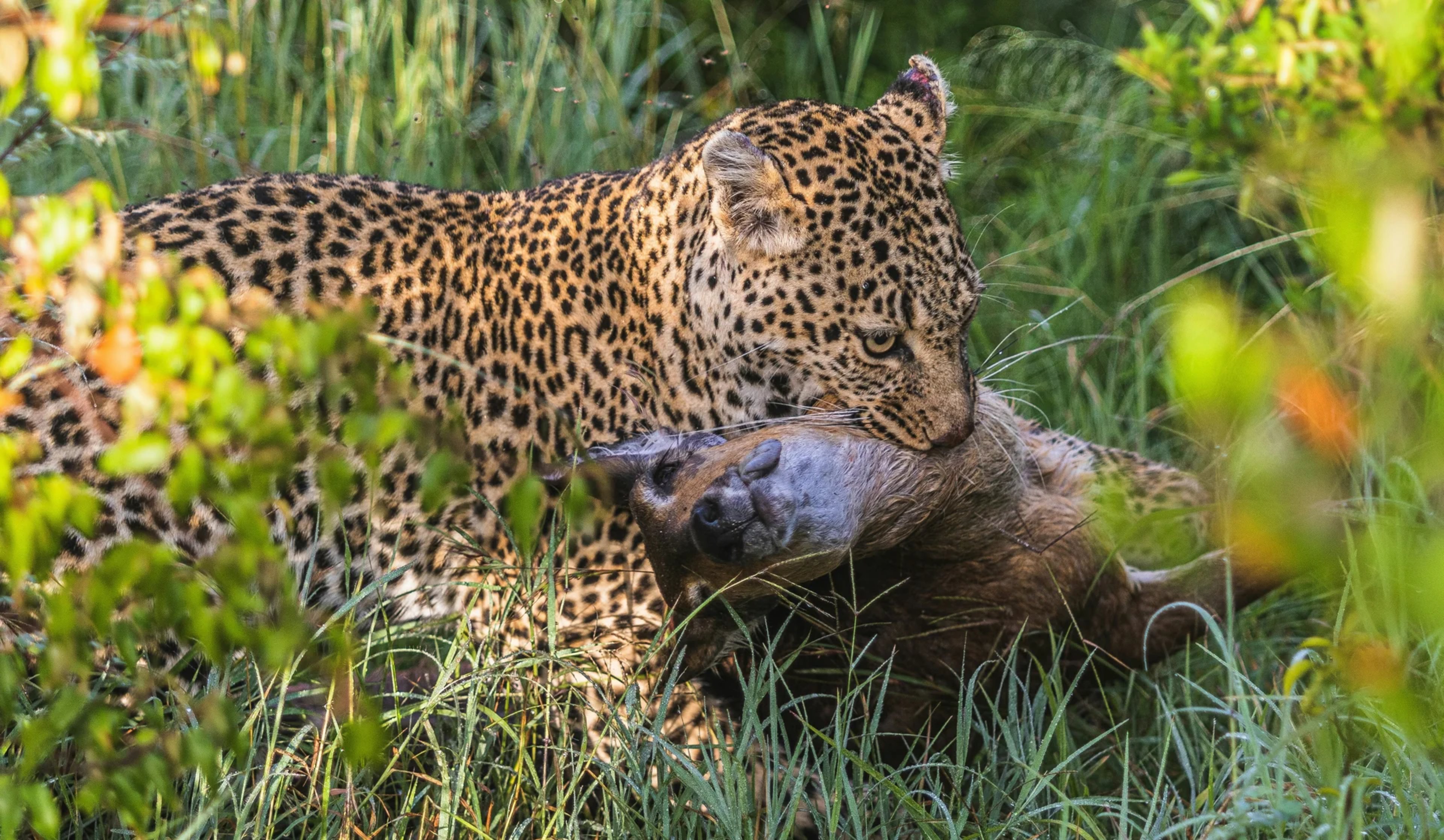 Predators during migration