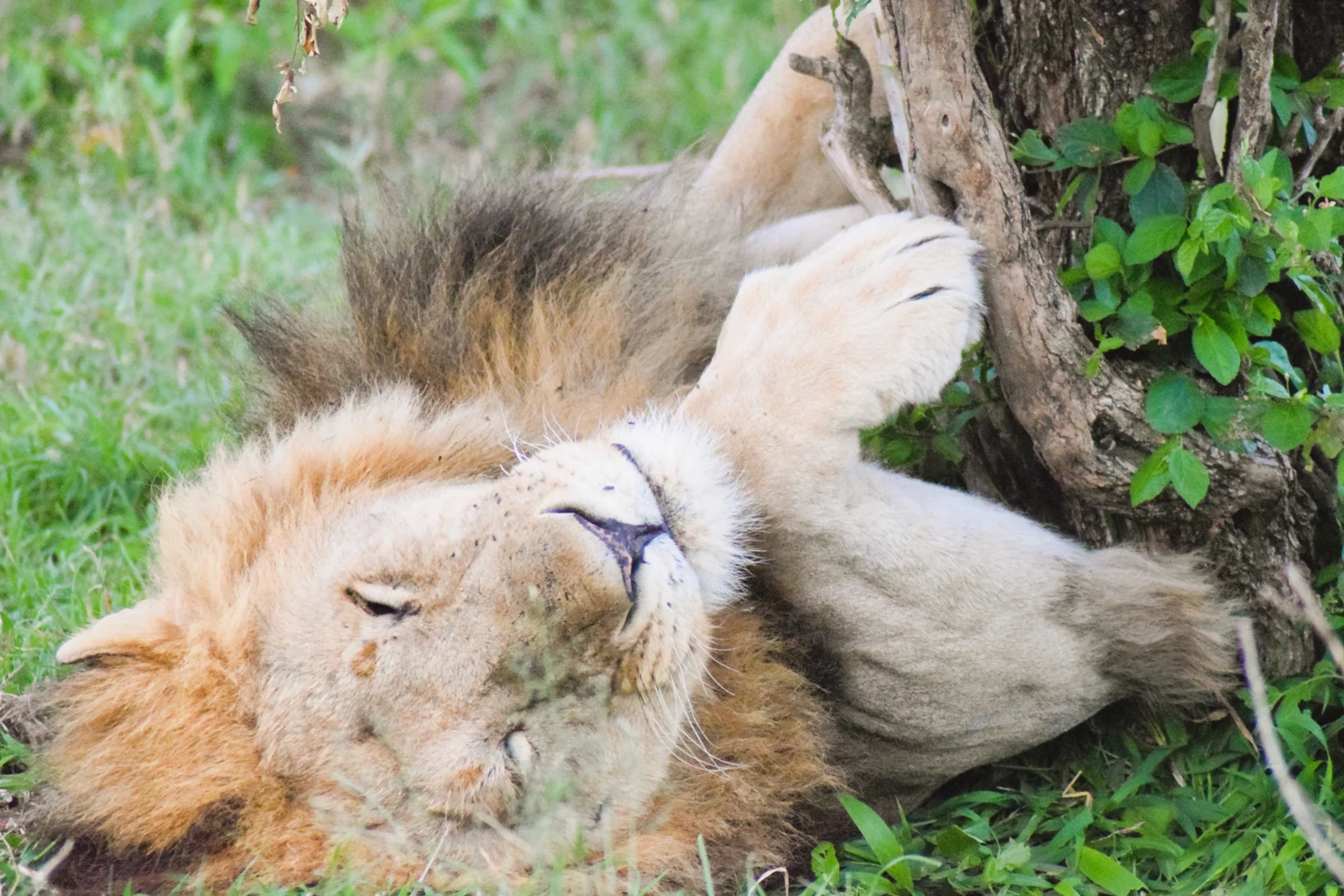 Wildlife in Nashulai