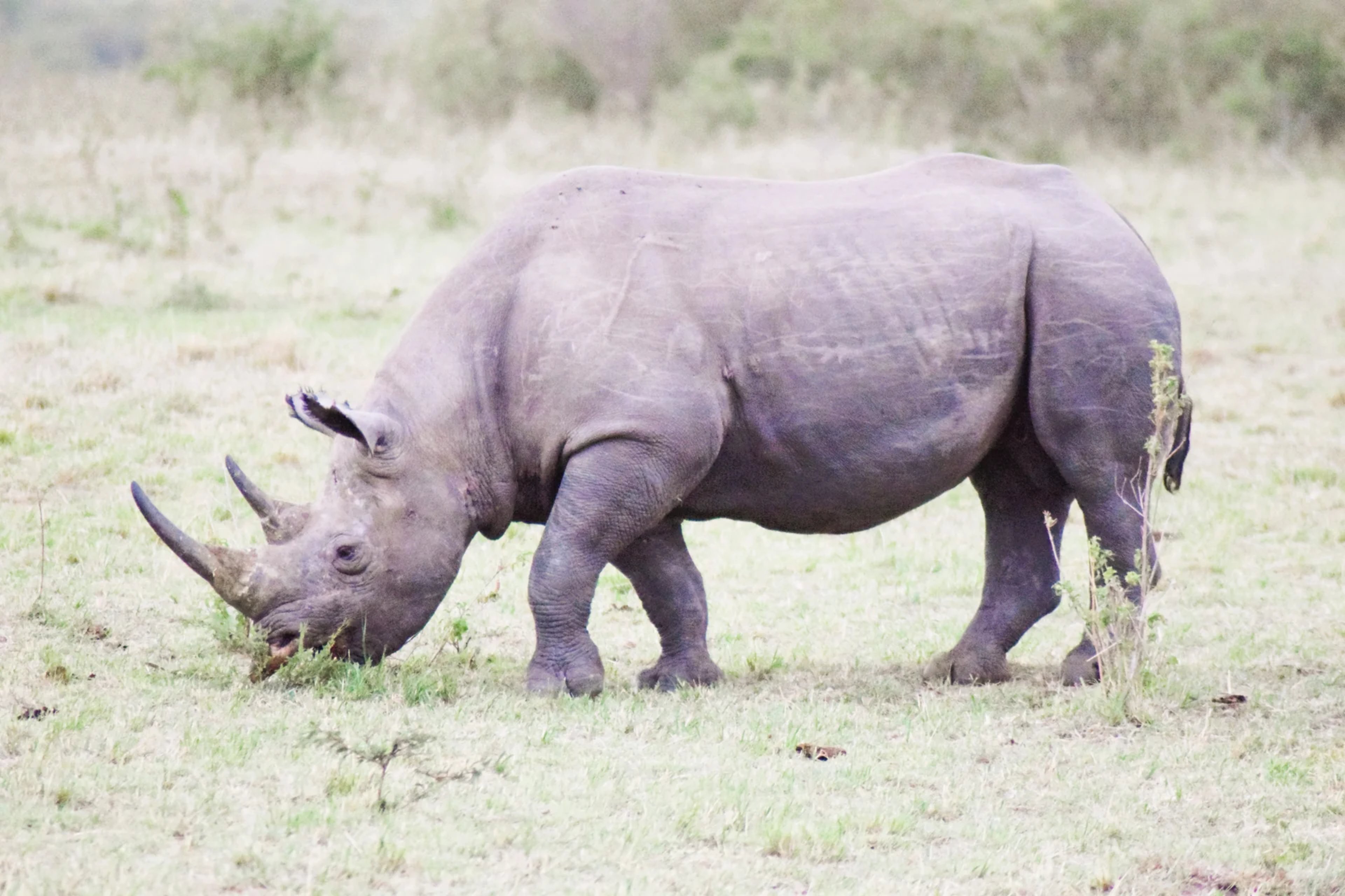 Wildlife in Nashulai