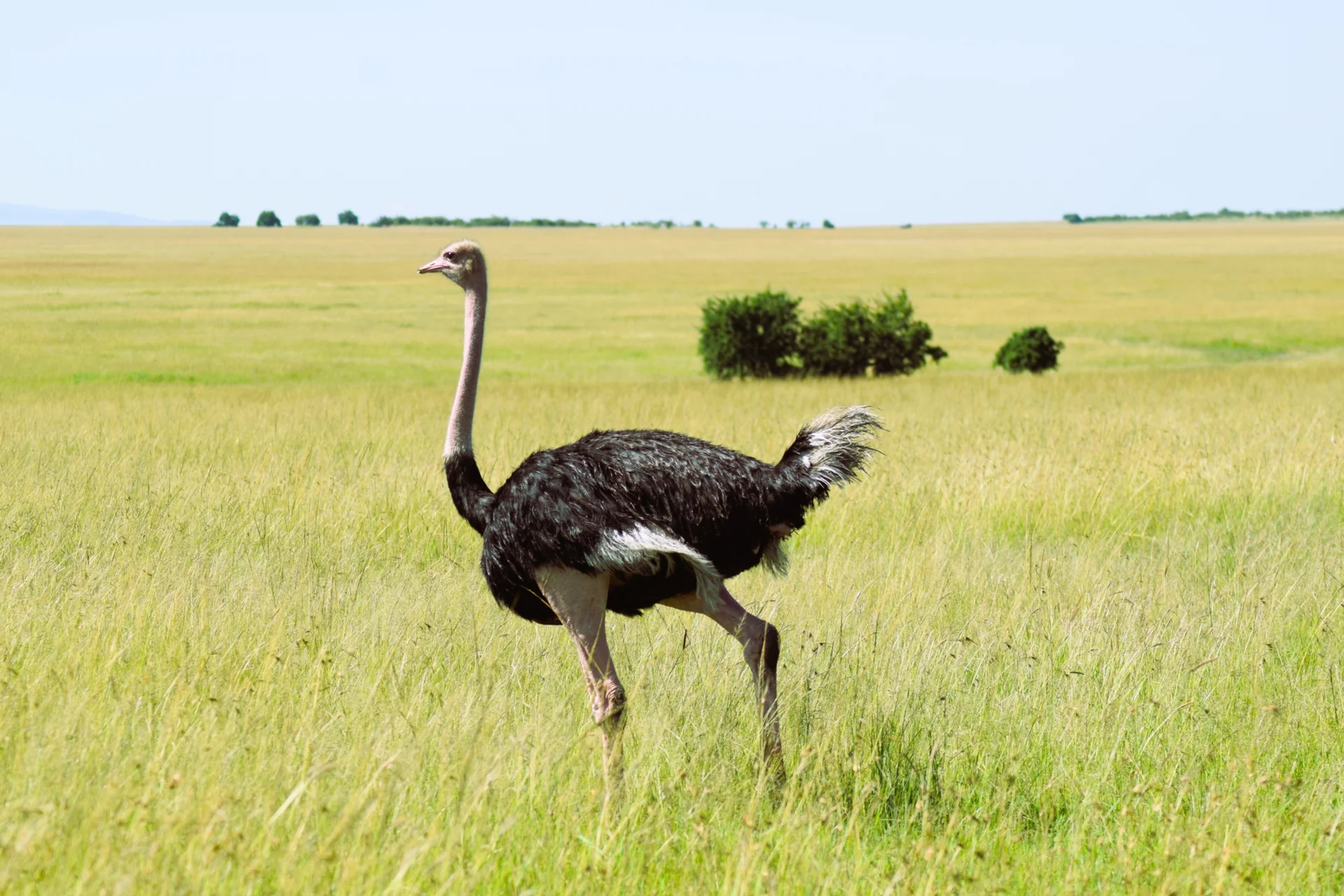 Wildlife in Nashulai