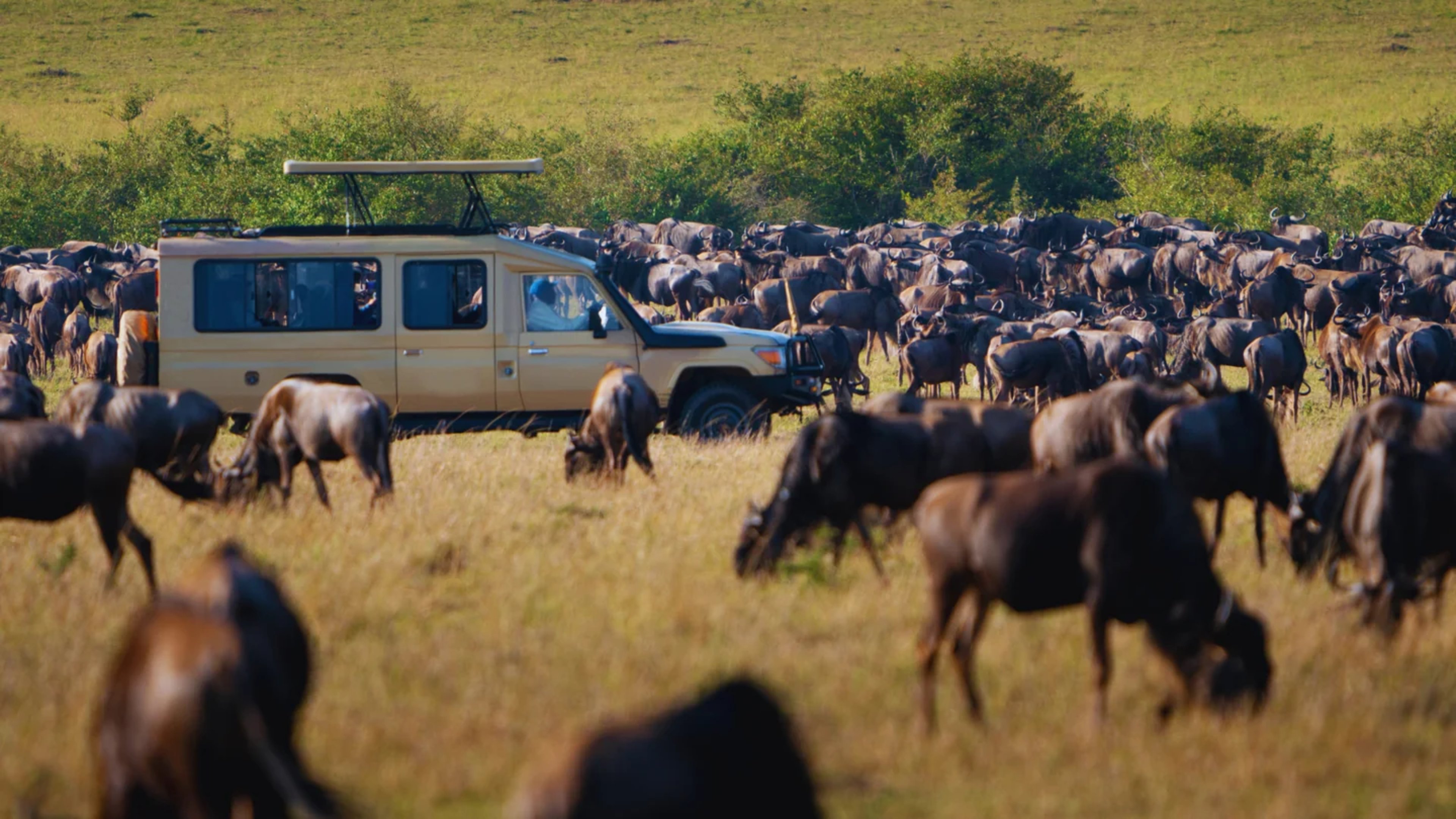 Wildebeest Migration