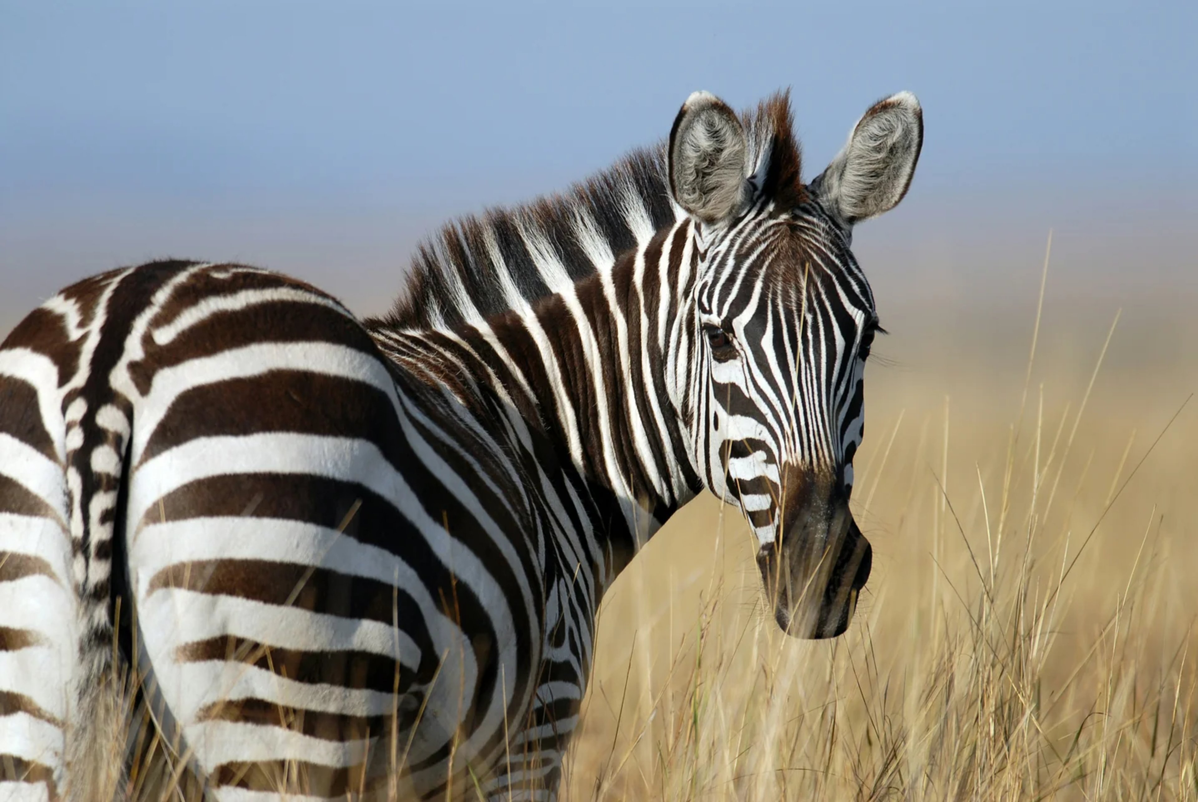 Zebras in the Maasai Mara during safari