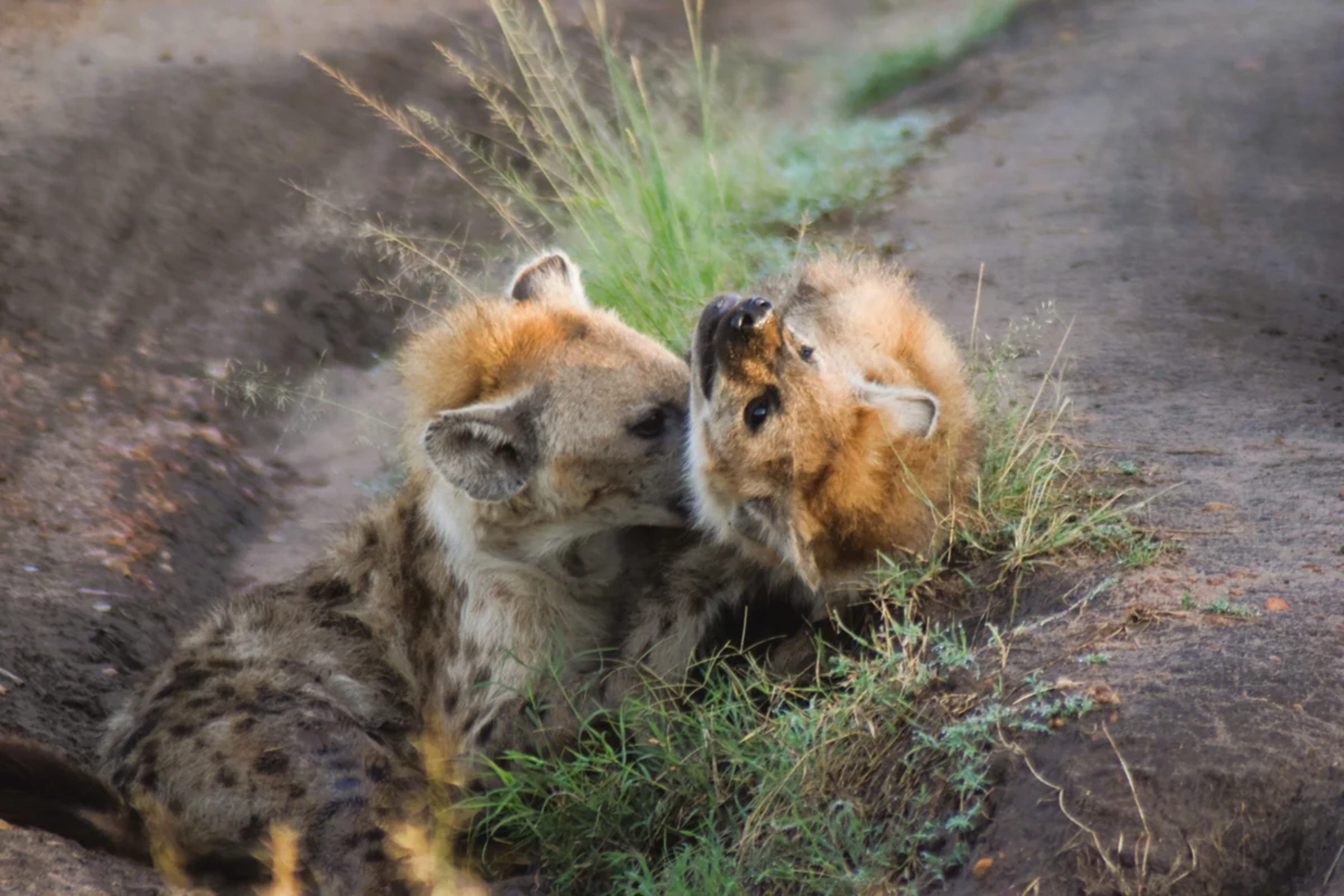Le Premier Site de Faune du Kenya