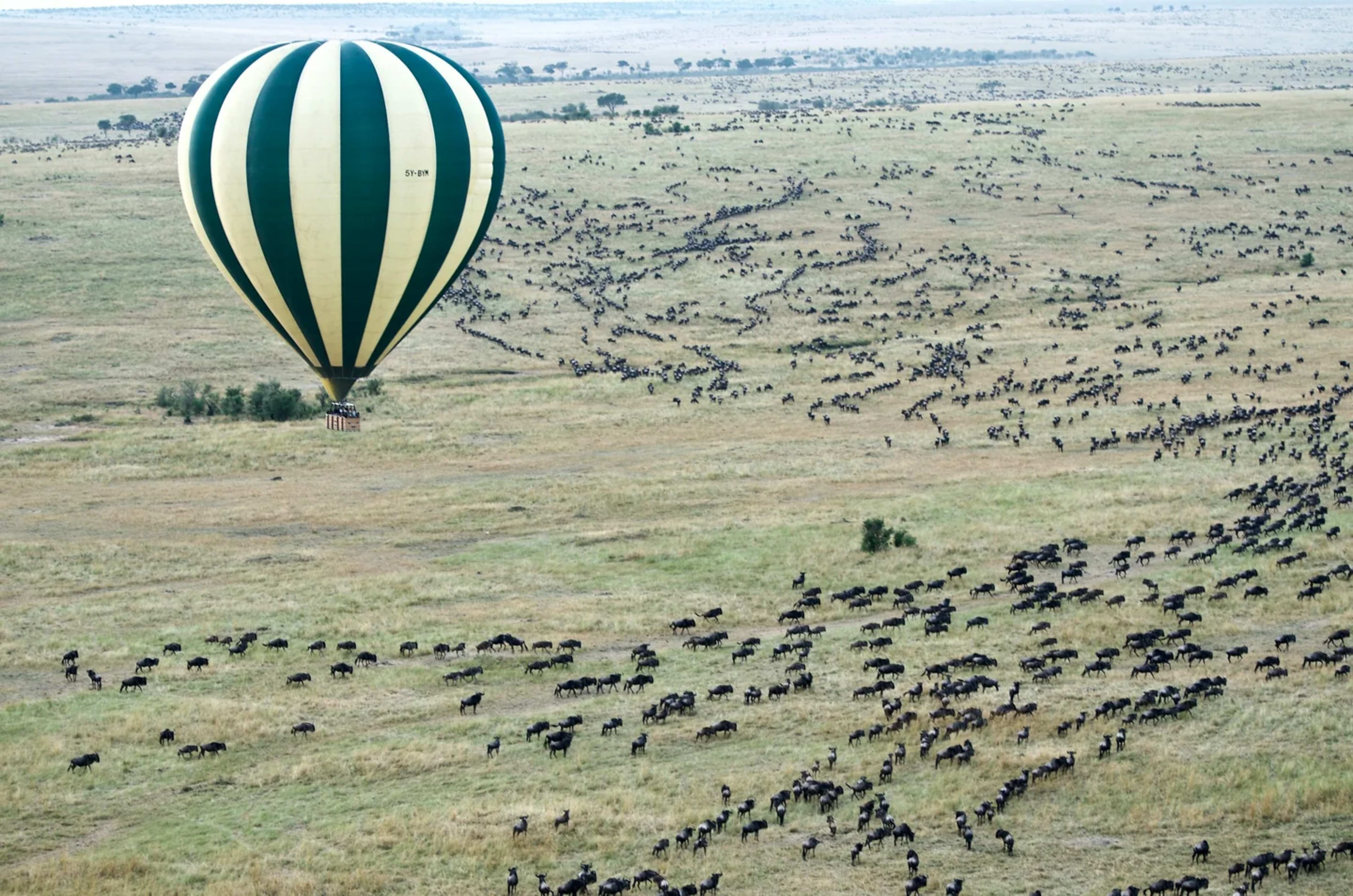 Elephant herd on the Maasai Mara savanna