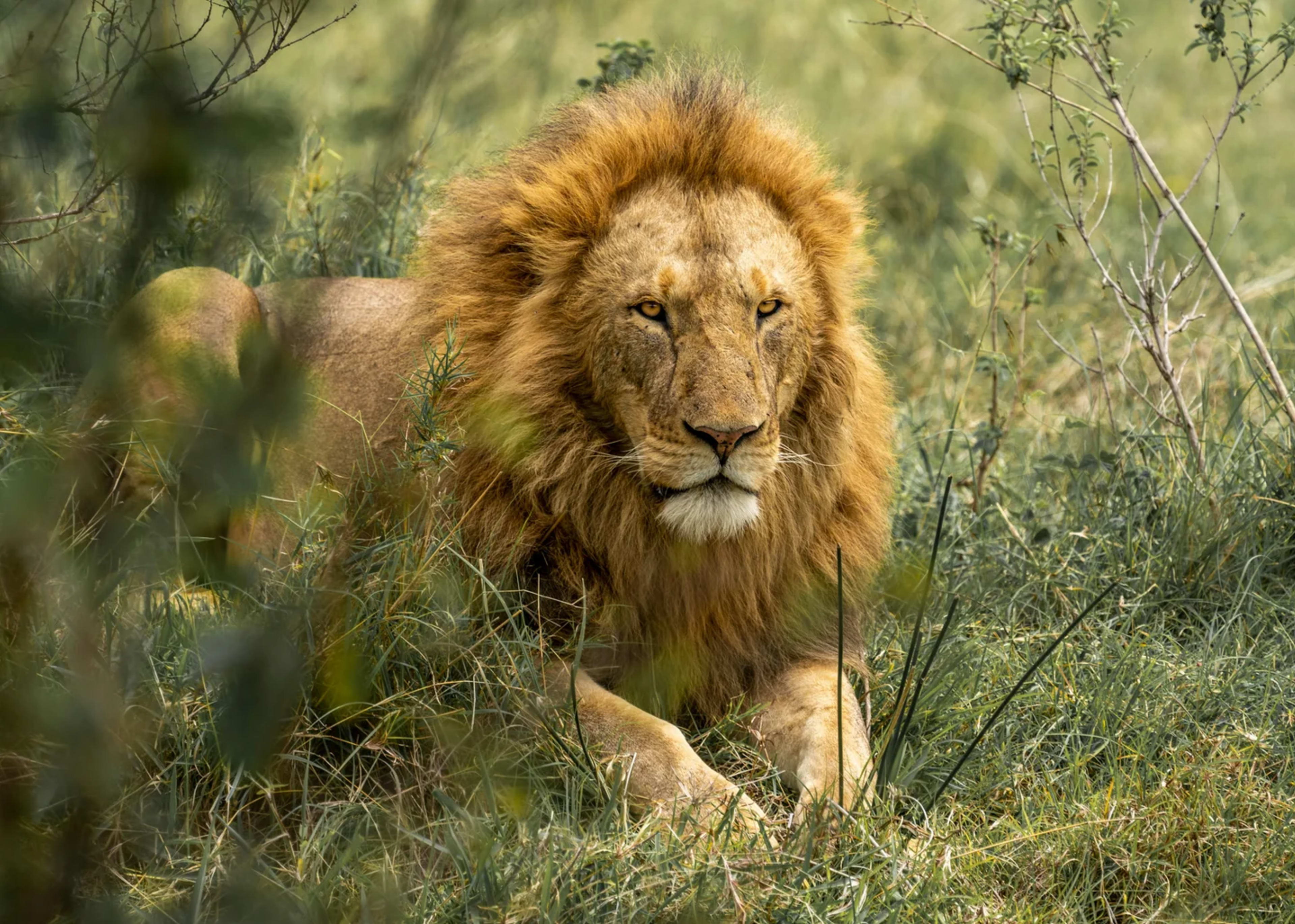 Lion sighting on a Maasai Mara game drive