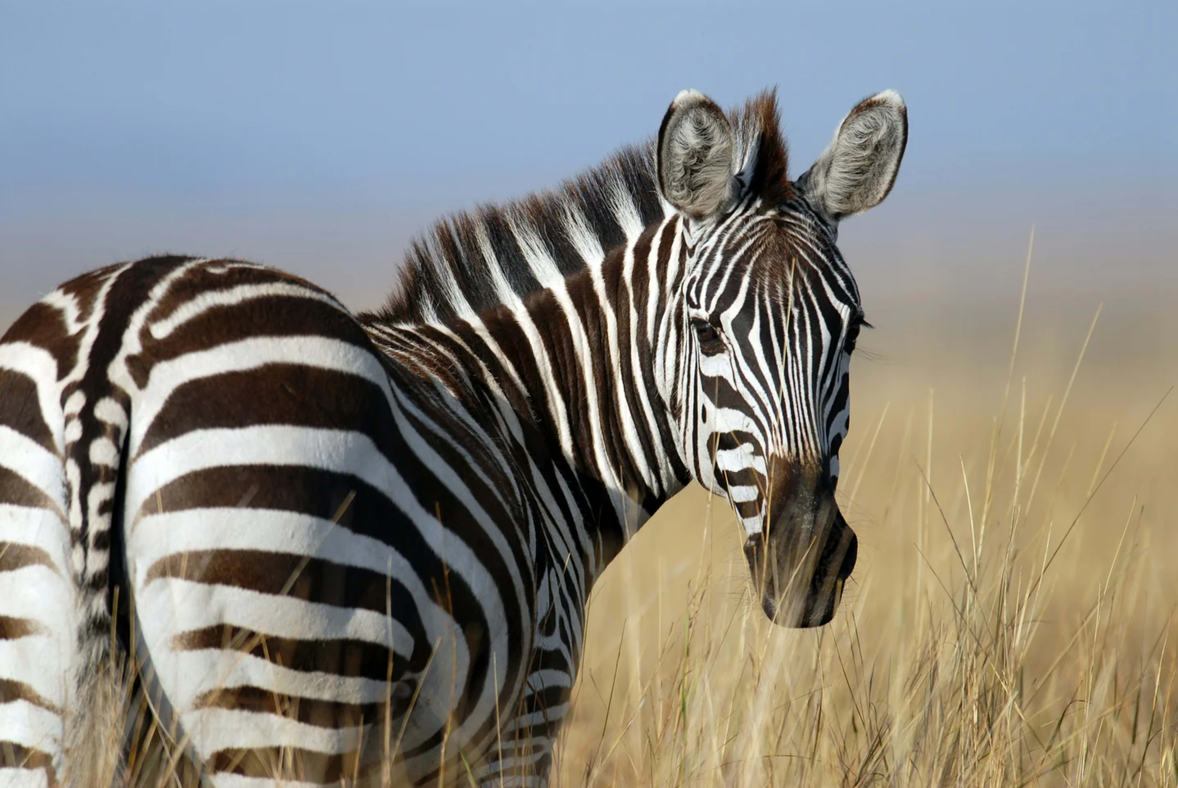 Zebra in the Maasai Mara