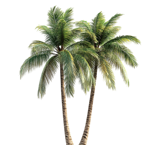 Offers tree