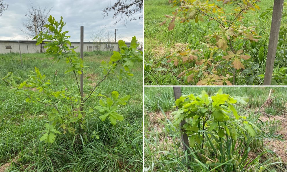 Collage of planted young oak trees