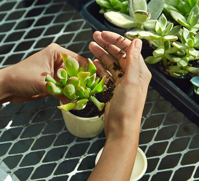 Who We Are - Plantsship