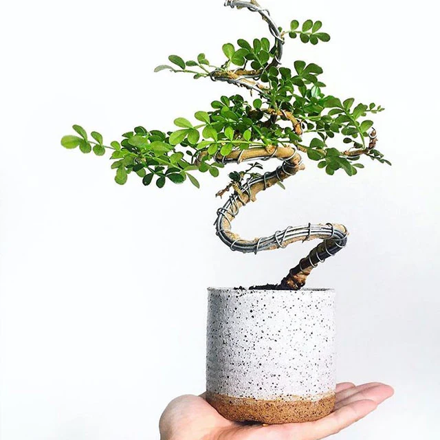 Irrigation Development by Plantsship