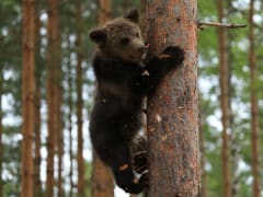 Зоокомплекс как источник исцеления для животных и людей