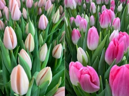 Выращенные в Карелии тюльпаны будут дарить женщинам в Санкт-Петербурге