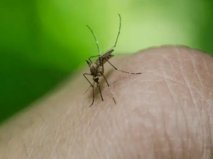 Синдромом Скитера после укуса комара заболел 3-летний ребенок в Петрозаводске