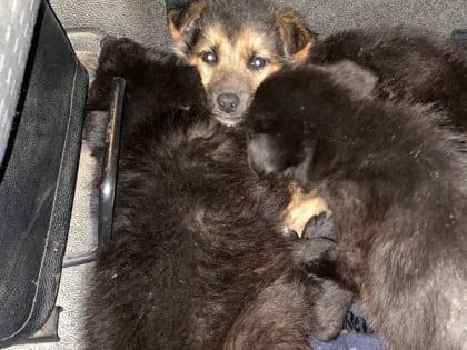 Водитель фуры спас выброшенных в лесу щенков