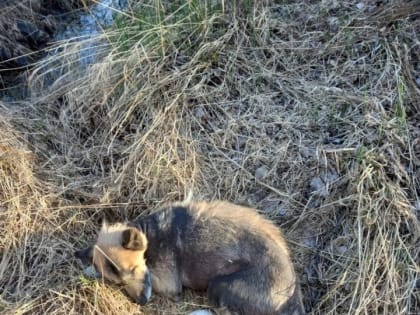 В Карелии спасают собаку Пончика с опухолью и переломами после ДТП. Давайте поможем!