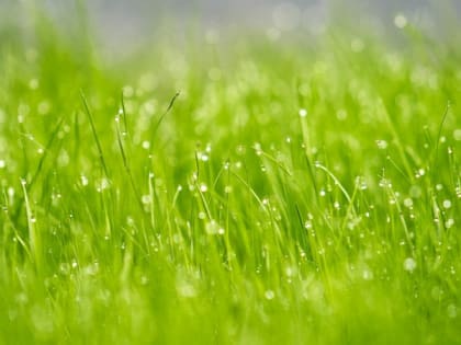 Дожди пройдут в понедельник по всей Карелии