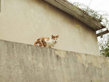 Кошек на Кипре будут спасать человеческими препаратами против COVID-19