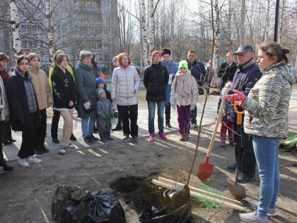 На Березовой аллее и в сквере Березка высадили молодые деревья и кустарники