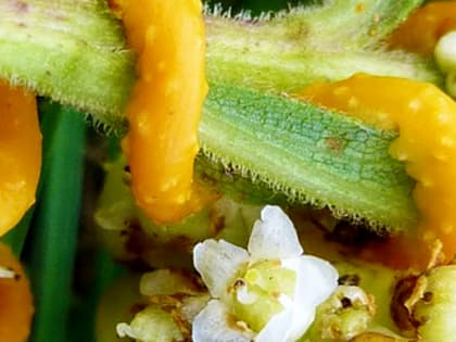 Дачникам назвали самые агрессивные сорняки на участке