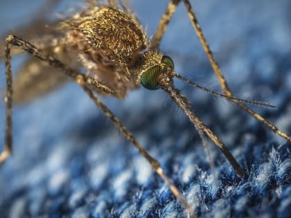 Россияне, заболевшие тропической лихорадкой, вернулись из популярной для отдыха страны