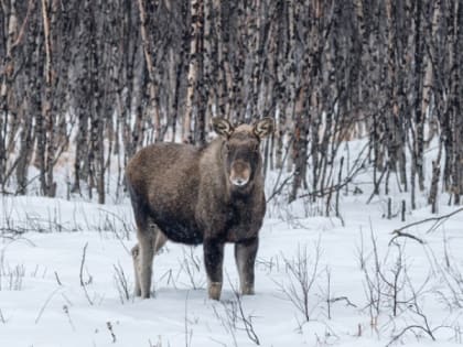 За охоту на лося пенсионеру ограничили свободу и отобрали снегоход