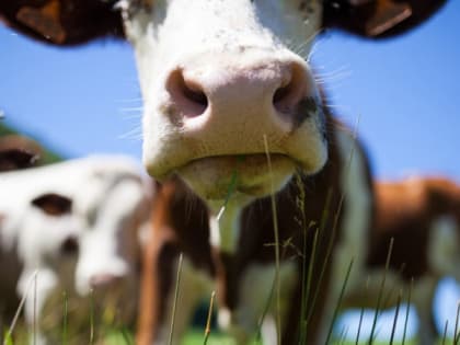 Корова затоптала сотрудницу на российской ферме