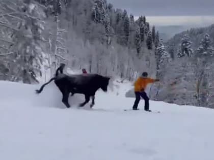 В российском горнолыжном курорте на склон выбежал бык