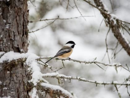 Легкий мороз ожидается сегодня в Карелии