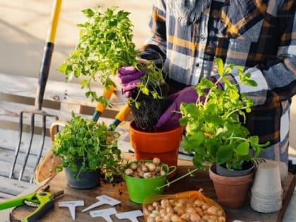 Россиян предупредили об опасности работы на грядках