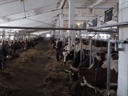 Названы ведущие производители молока в Карелии