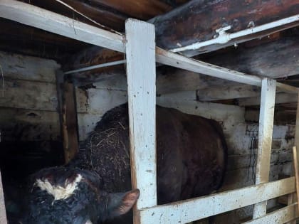 Глава Минсельхоза рассказал, как работают северные фермы Карелии