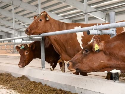 Парфенчиков поручил продолжить поддержку молочного животноводства