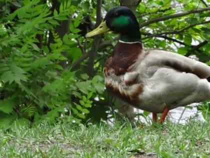Понедельник в Карелии будет теплым, но облачным