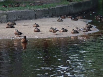3 августа: главное за день