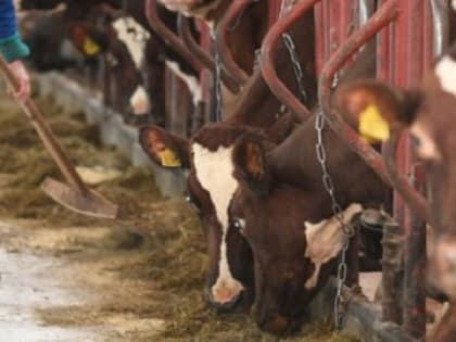 Новое сельхозпредприятие может появиться в Мегреге