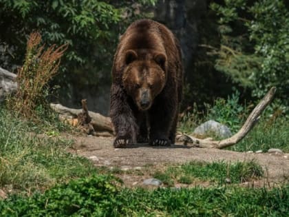 Медведи лакомятся урожаем на дачных участках жителей Карелии