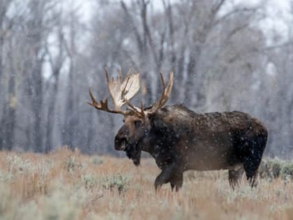 Лосей стало большей в Карелии