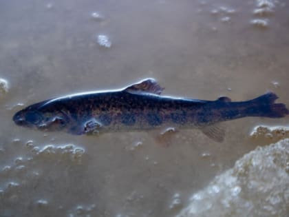 В Шую выпустили 30 тысяч молоди озерного лосося