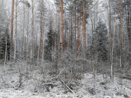 Ночью при прояснениях до -25°С: прогноз погоды на 6 марта