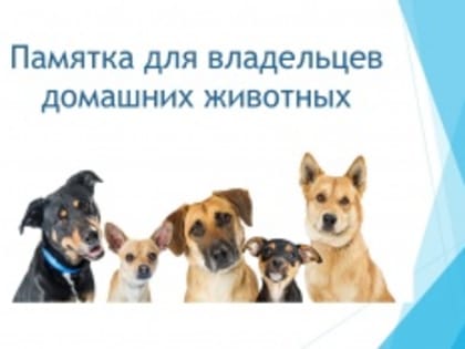 Требование к содержанию домашних животных