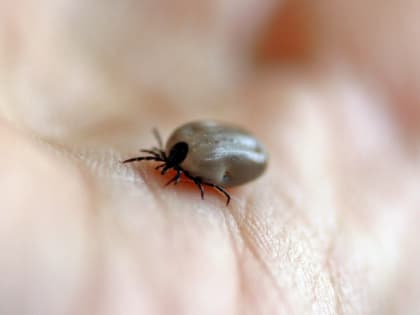 С начала теплого сезона в Карелии людей 17 раз атаковали энцефалитные клещи