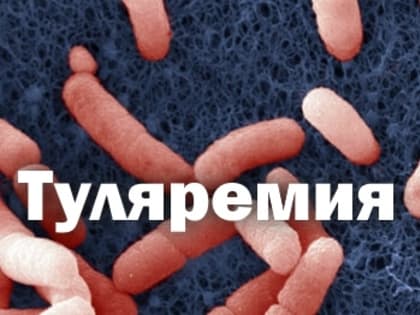 Памятка по профилактике туляремии