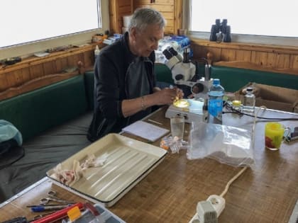 Опасного для рыбы паразита ищут в Карелии