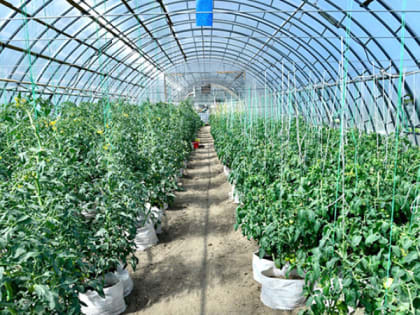 «Свежо и зелено» становится карельским брендом